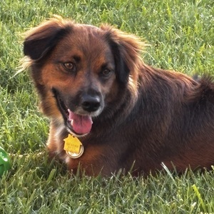 Fundraising Page: Gayle Horowitz